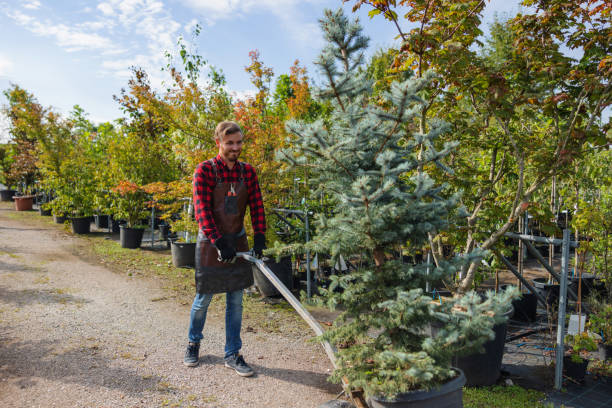 Best Large Tree Removal  in Newtown, PA